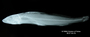 Pimelodella boliviana FMNH 57976 holo lat x